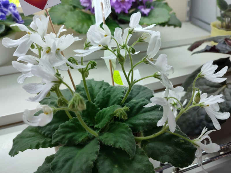 Данилина Lunar Lily white.jpg