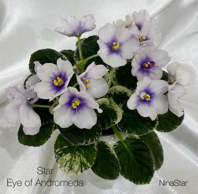 Star Eye of Andromeda