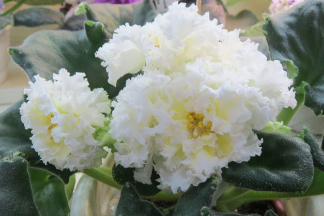 ЛЕ-Ванильное Парфе_Ивашкина1.jpg
