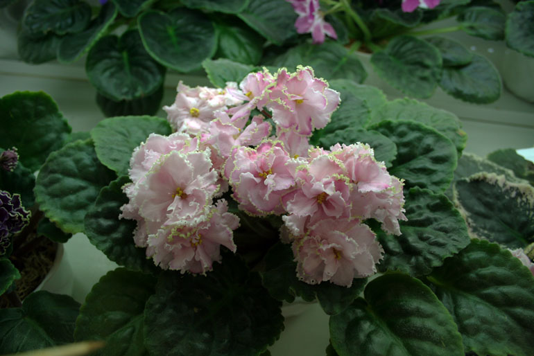 ЗИМА УЛЫБАЕТСЯ