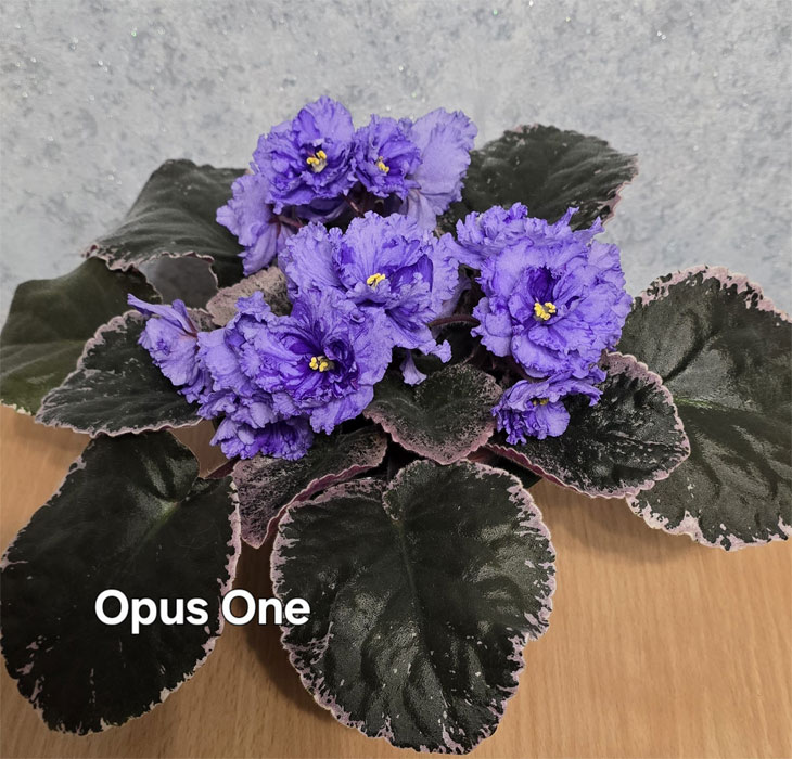 Ивашкина_opus-one.jpg