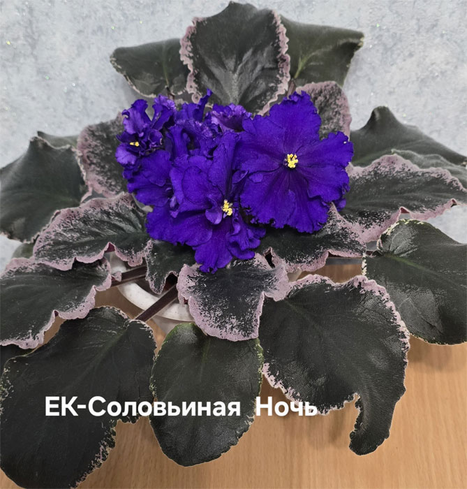 Ивашкина_ек-соловьиная-ночь.jpg