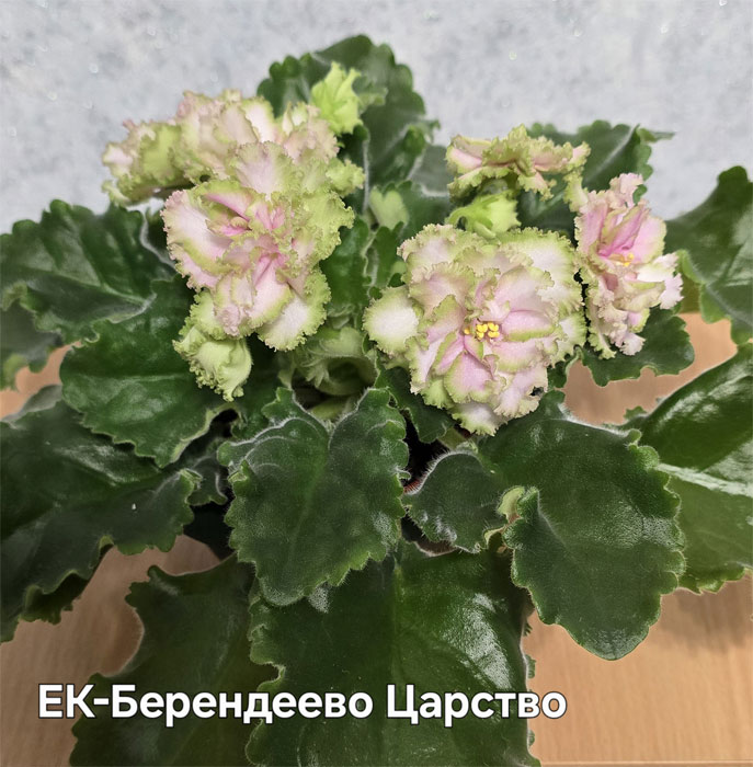 Ивашкина_ек-берендеево-царство.jpg