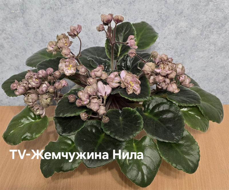Ивашкина_tv-жемчужина-нила.jpg