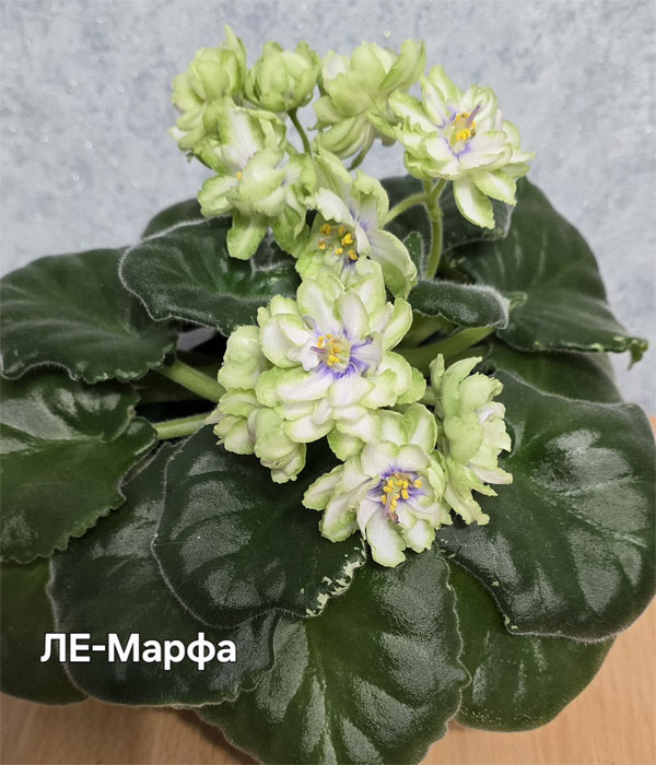 Ивашкина_ле-марфа.jpg
