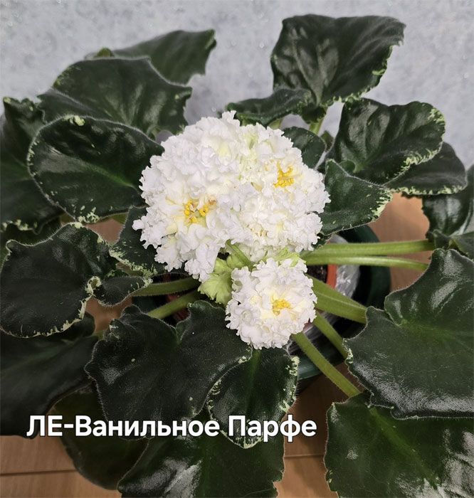 Ивашкина_ле-ванильное-парфе.jpg