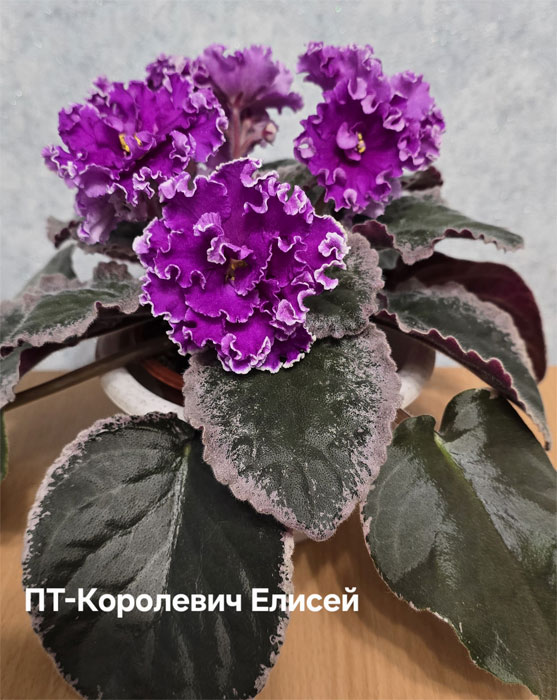 Ивашкина_пт-королевич-елисей.jpg