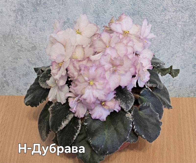 Ивашкина_н-дубрава.jpg