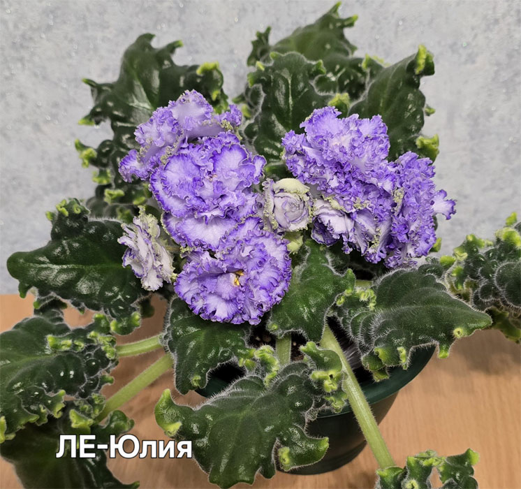 Ивашкина_ле-юлия.jpg