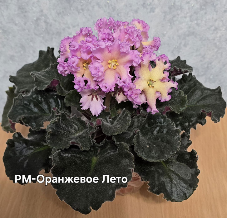Ивашкина_рм-оранж-лето.jpg
