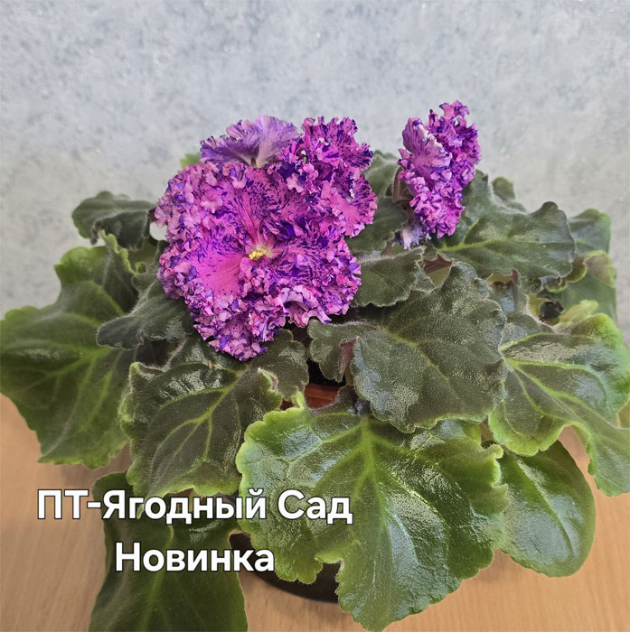 Ивашкина_пт-ягодный-сад.jpg