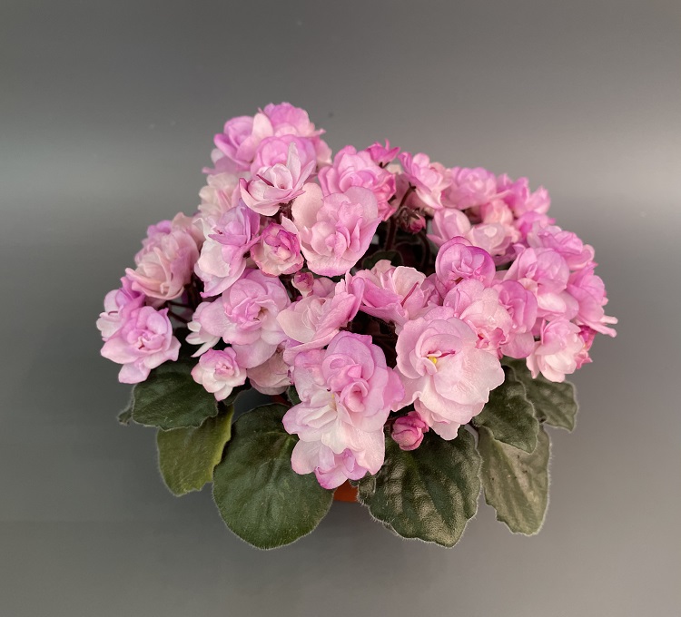 Ness' Satin Rose.jpg