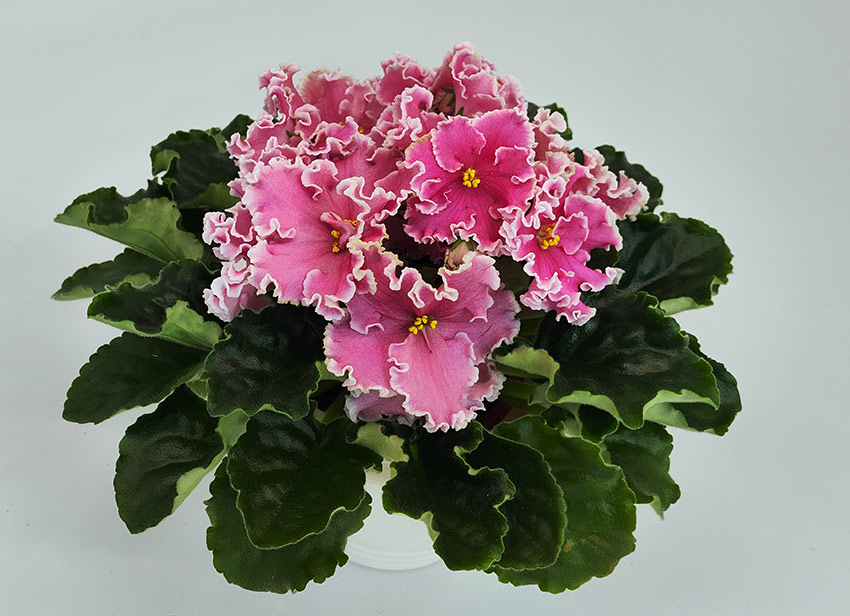 НД-Ливадия.jpg