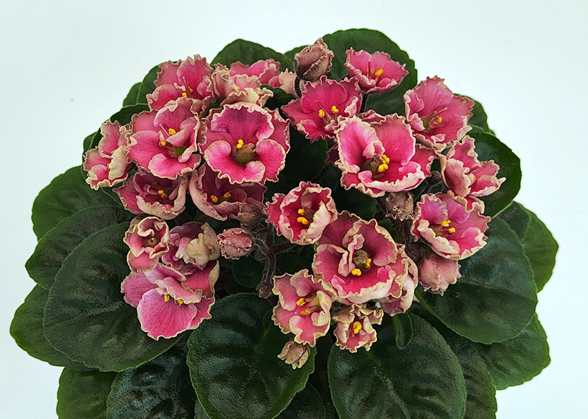 Hunter’s-Coral-Caress.jpg