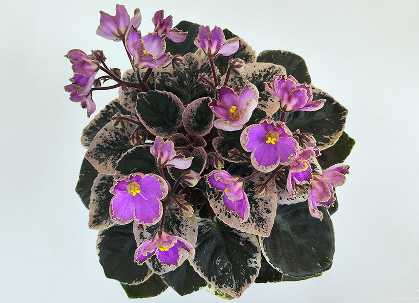 Vi-Kitten-Paws.jpg