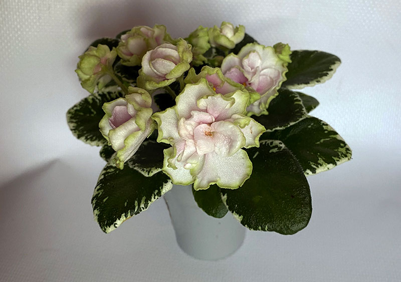 Sim-Sim-Tender-Rose.jpg