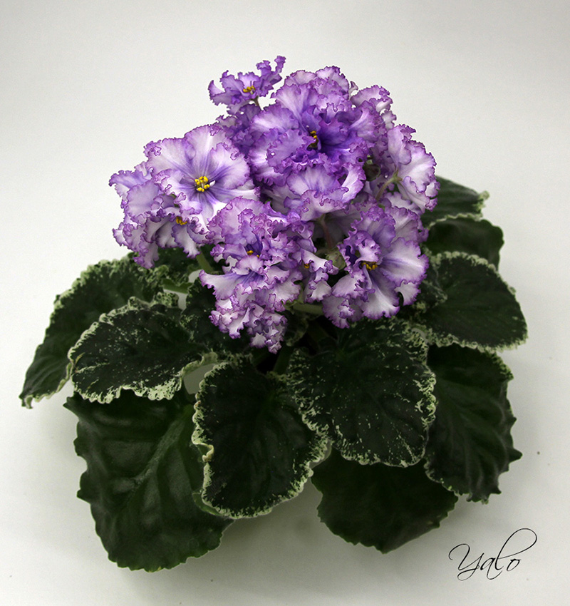 4. КО-Северное Море.jpg
