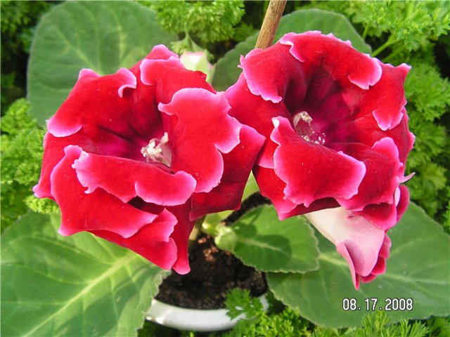 a3db3731b8df.jpg
