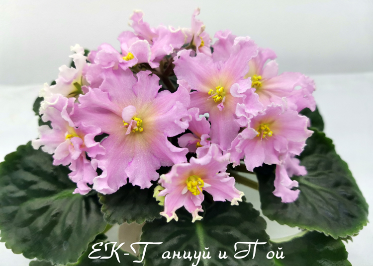 ЕК-Танцуй-и-Пой.jpg