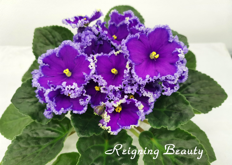 Reigning-Beauty.jpg