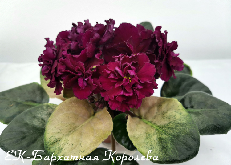 ЕК-Бархатная-Королева.jpg
