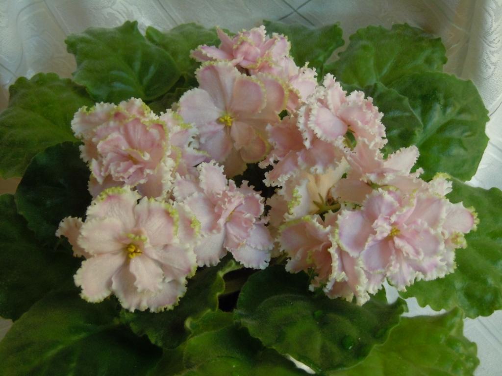 Зима Улыбается (Макуни)