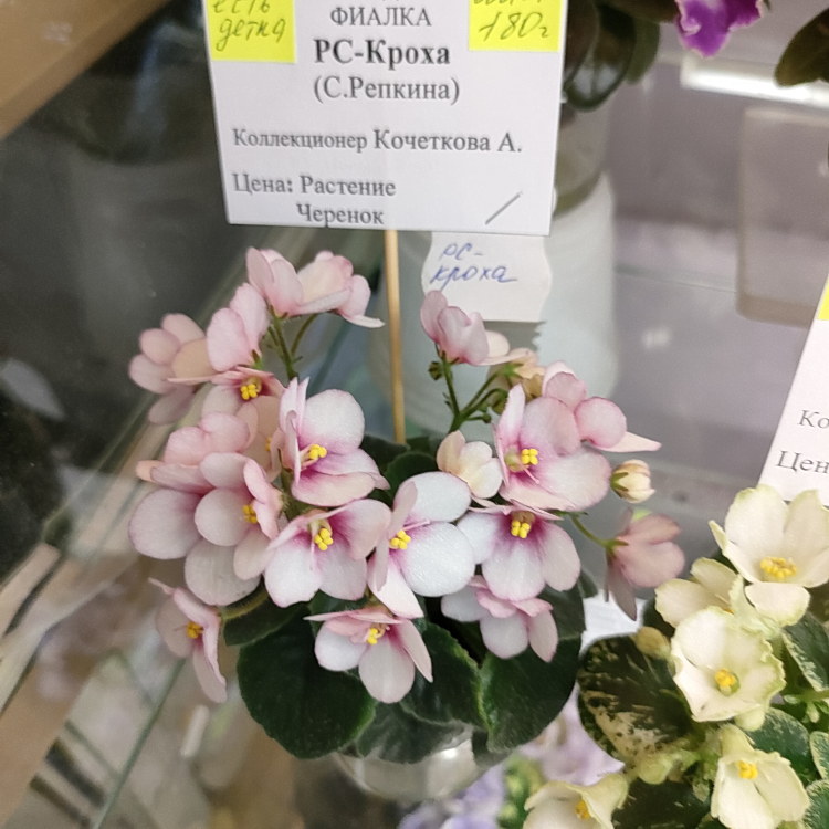 РС-Кроха (С.Репкина)
