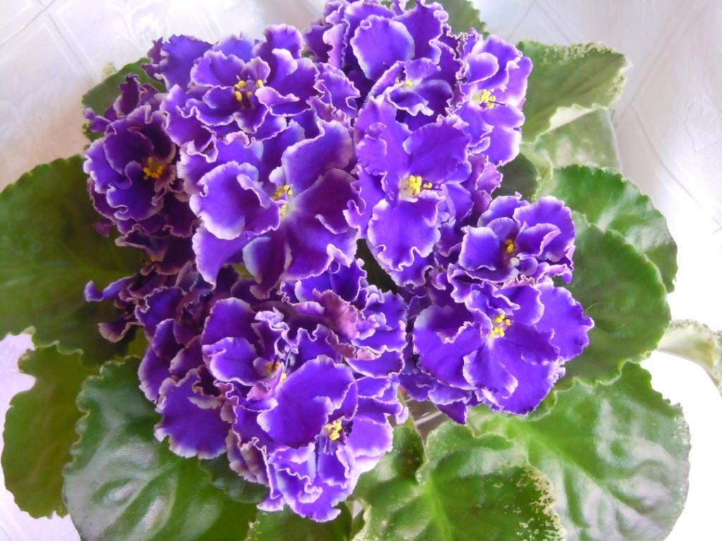 Летние Сумерки(Морев)