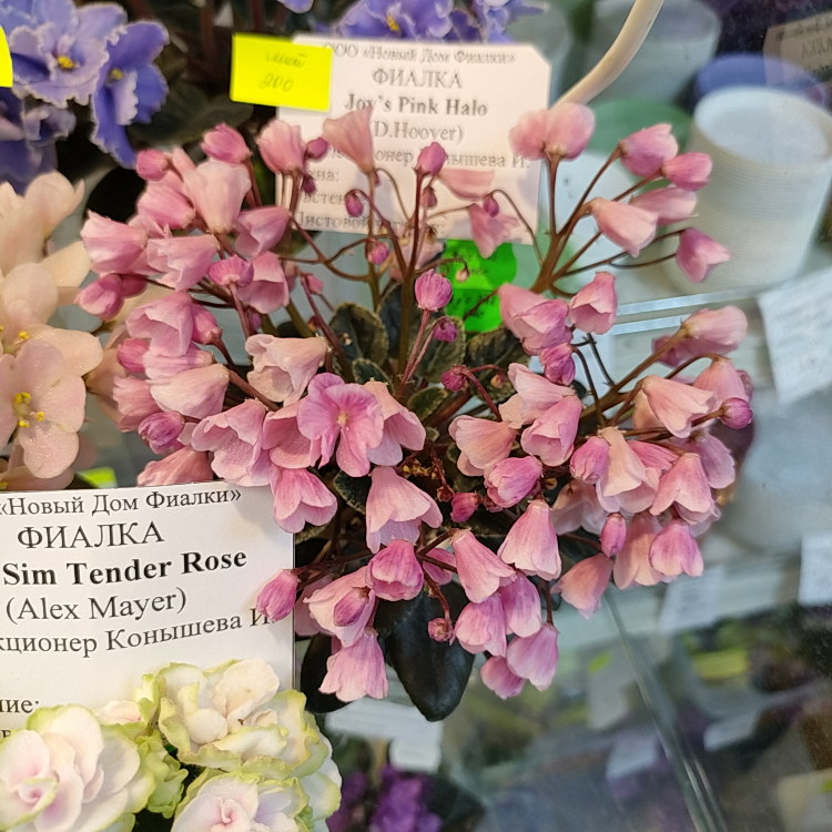 Joy's Pink Halo (D.Hoover)