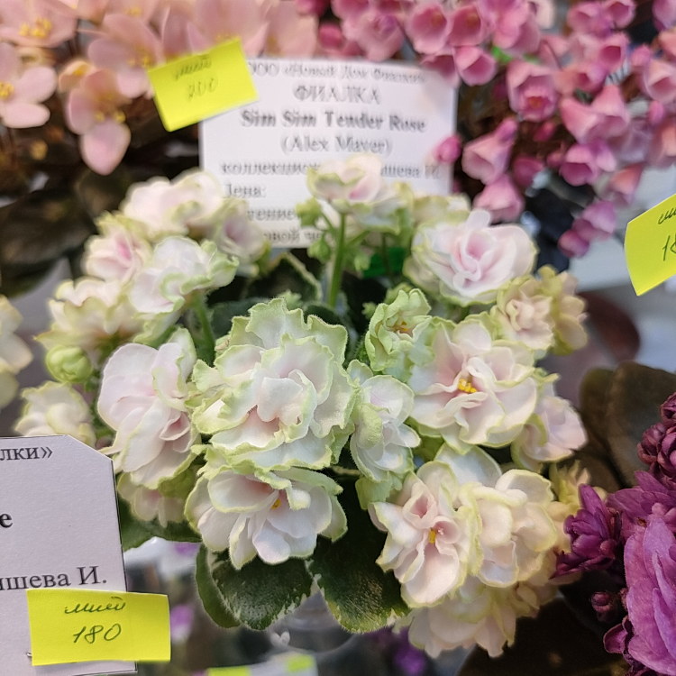 SimSim Tender Rose (A. Mayer)