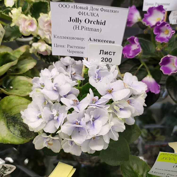 Jolly Orchid (H.Pittman)
