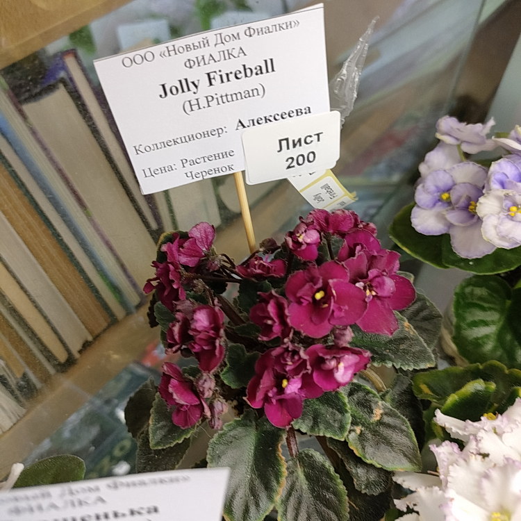 Jolly Fireball (H.Pittman)