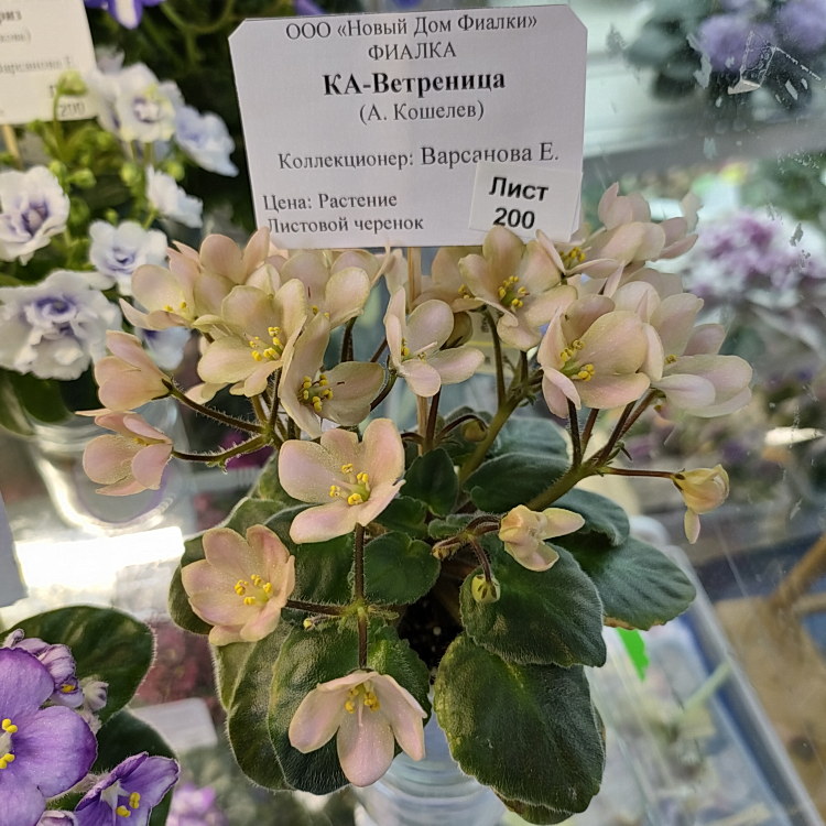 КА-Ветреница (А.Кошелев)