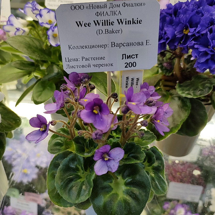Wee Willie Winkie (D.Baker)