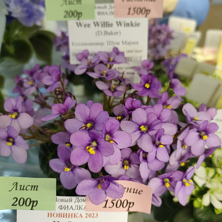 Wee Willie Winkie (D.Baker)