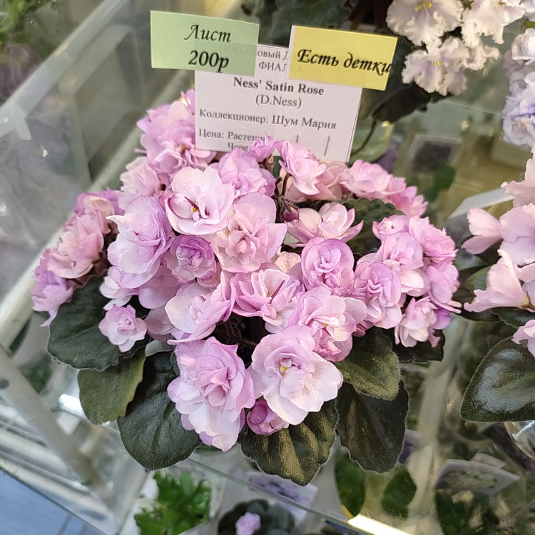 Ness' Satin Rose (D.Ness)
