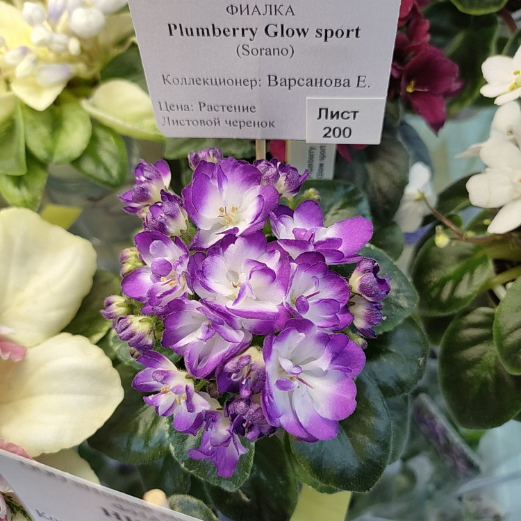 Plumberry Glow спорт