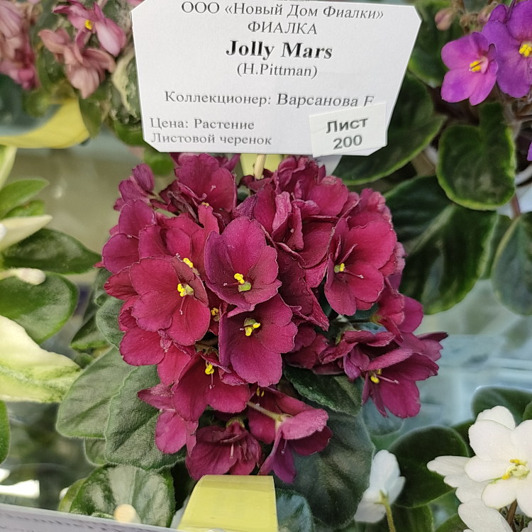 Jolly Mars (H.Pittman)