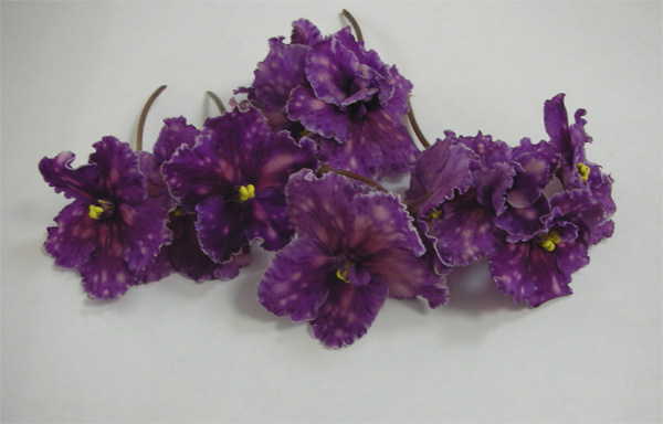 Spanish Dancer (Sorano, 2011)