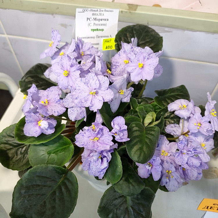 РС-Морячка (С.Репкина)