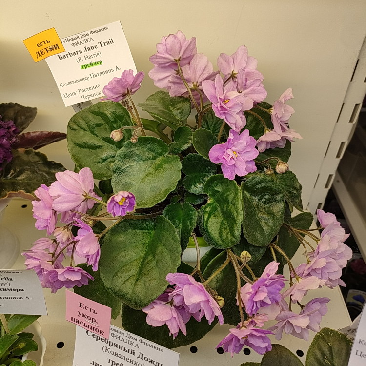 Barbara Jane Trail (P. Harris)