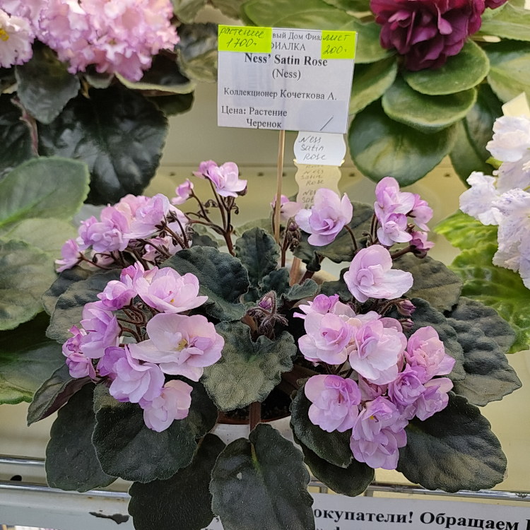 Ness' Satin Rose (D.Ness)