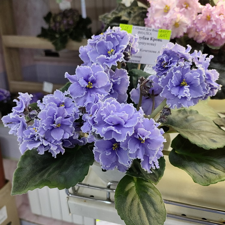 ЕК-Голубая Кровь (Е.Коршунова)