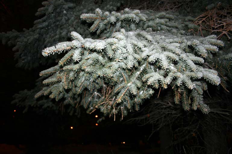 IMG_2562.JPG