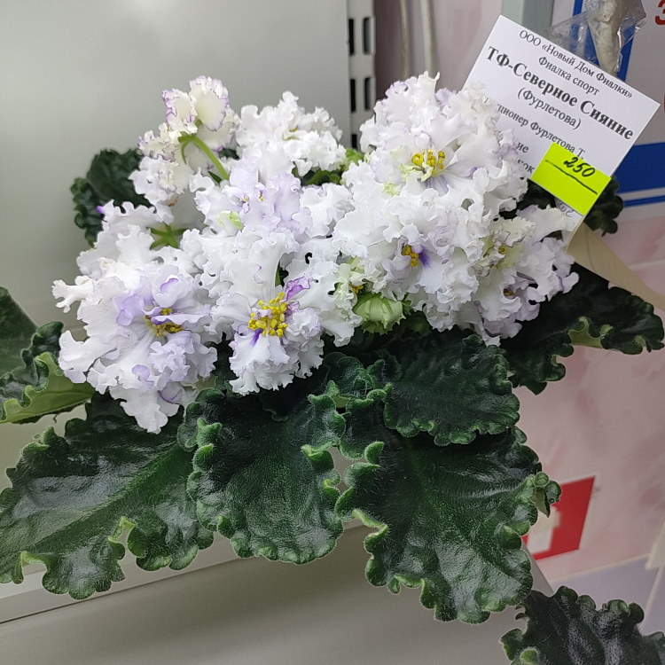ТФ-Северное Сияние (Т.Фурлетова)