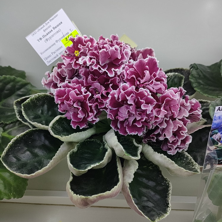 ТФ-Пьяная Вишня (Т.Фурлетова)