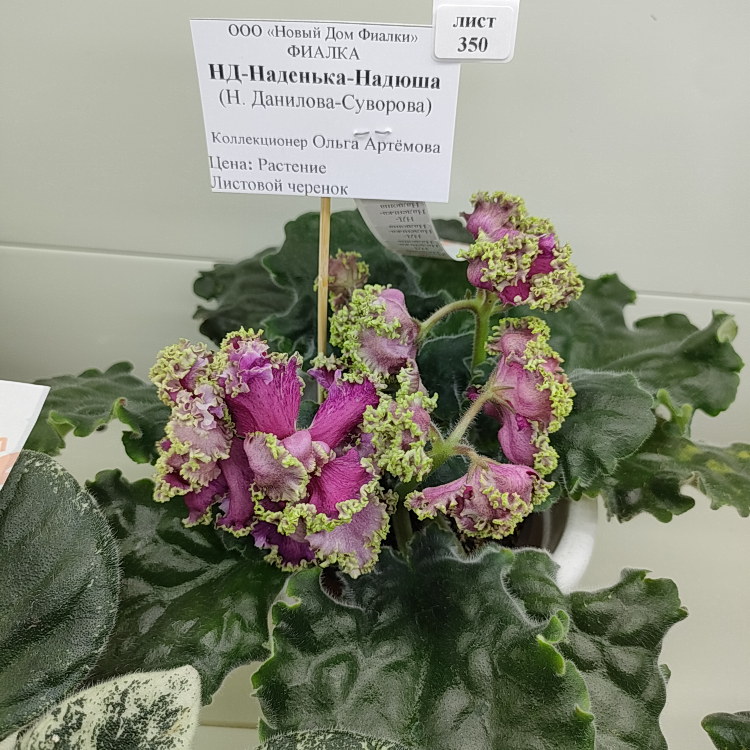 НД-Наденька-Надюша (Н.Данилова-Суворова)