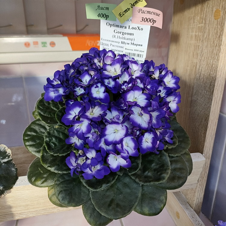 Optimara LooXo Gorgeous (R.Holtkamp)
