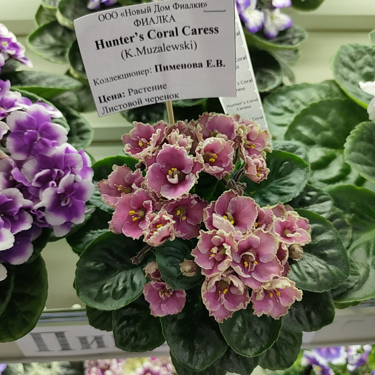 Hunter's Coral Carres (K.Muzalewski)