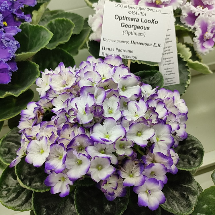Optimara LooXo Gorgeous (R.Holtkamp)